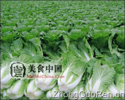 美食中国图片 - 大白菜的家庭食疗菜谱