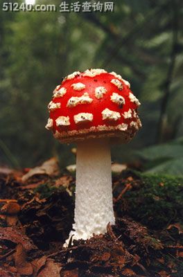 盘点六种鉴别有毒蘑菇的方法